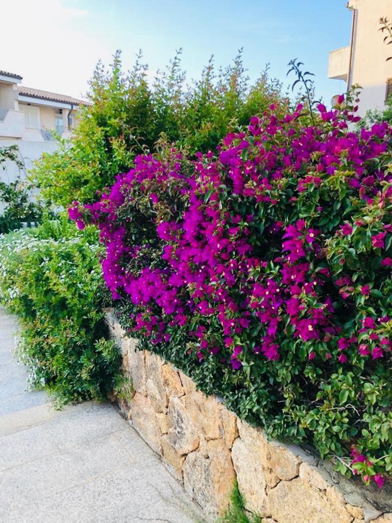 Lotus Wellness Apartment - Resort Ginestre - Palau - Sardinia 외부 사진